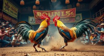 Prediksi Judi Sabung Ayam Terpercaya & Akurat