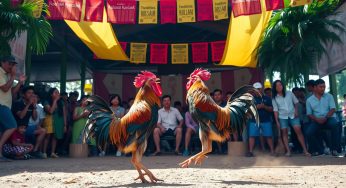 Sabung Ayam Online: Panduan Lengkap untuk Pemain dan Pecinta Ayam Adu